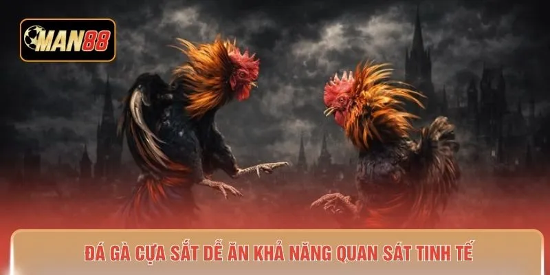Đá gà cựa sắt dễ ăn khả năng quan sát tinh tế 