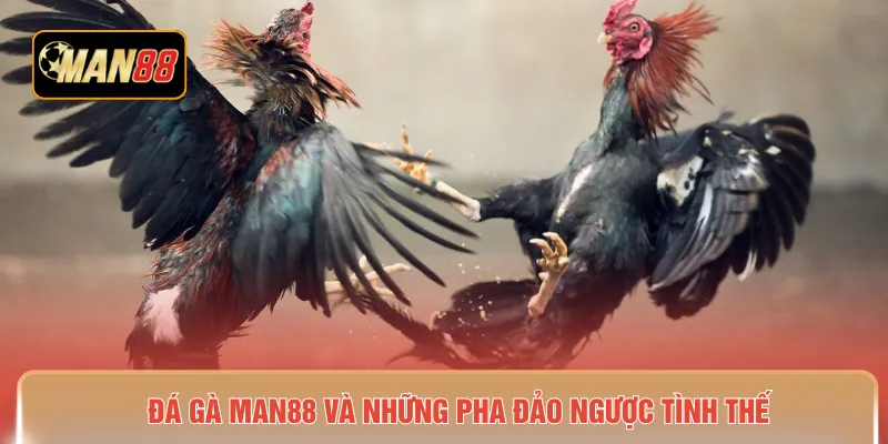 Đá gà MAN88 và những pha đảo ngược tình thế 