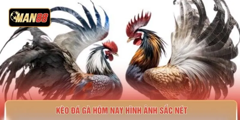 Kèo đá gà hôm nay hình ảnh sắc nét 